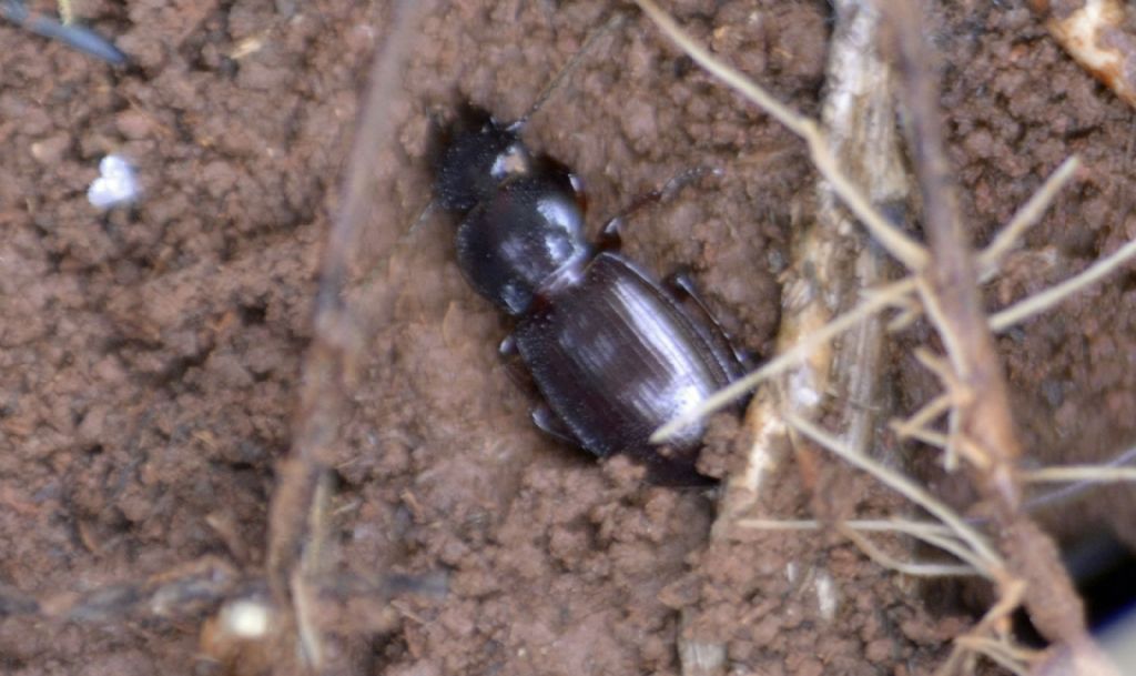 Carabidae: Molops cfr. ovipennis